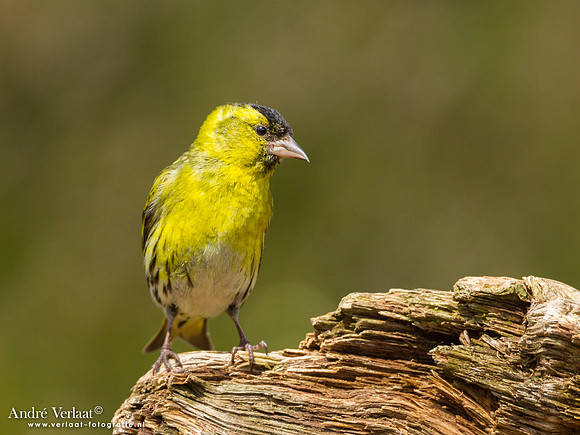 Sijs / Siskin - Lemelerberg