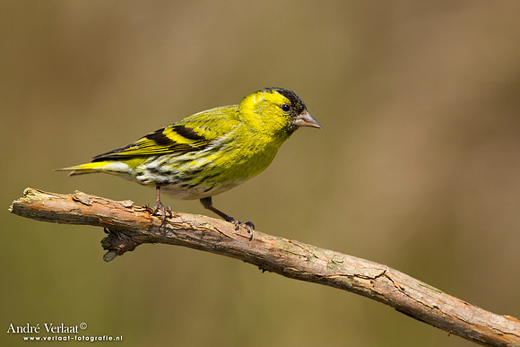 Sijs / Siskin - Lemelerberg