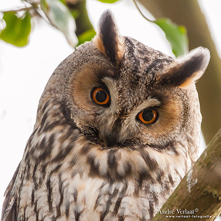 Ransuil / Long-eared Owl - Beets