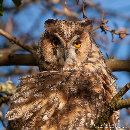 Ransuil / Long-eared Owl - Beets