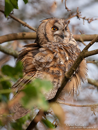 Ransuil / Long-eared Owl - Beets