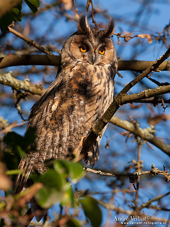 Ransuil / Long-eared Owl - Beets
