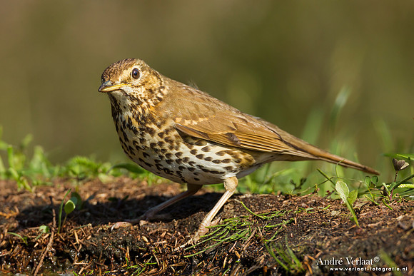 Zanglijster / Song Thrush - Lemelerberg