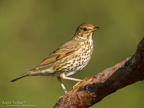 Zanglijster / Song Thrush - Lemelerberg