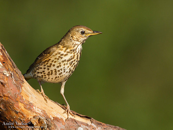 Zanglijster / Song Thrush - Lemelerberg
