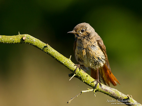 Gekraagde Roodstaart / Redstart - Lemelerberg