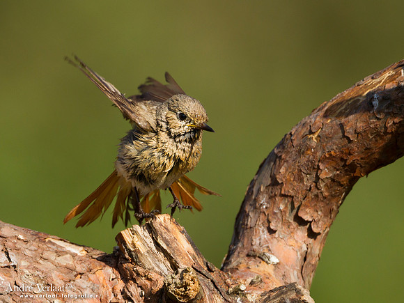 Gekraagde Roodstaart / Redstart - Lemelerberg