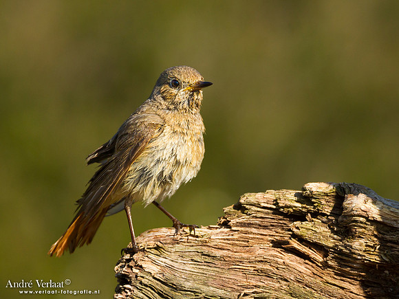 Gekraagde Roodstaart / Redstart - Lemelerberg
