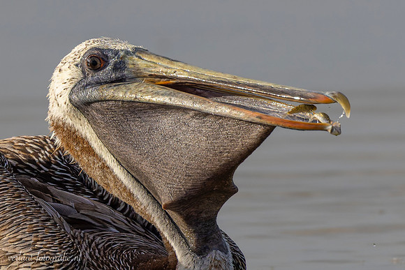 Bruine Pelikaan / Brown Pelican - Rio Lagartos