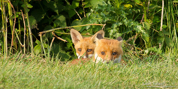 Vos / Red Fox - Zoetermeer