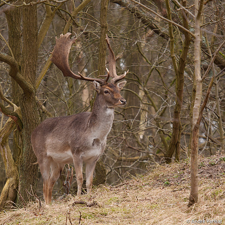 Damhert / Fellow Deer - Amsterdamse Waterleidingduinen, The Netherlands