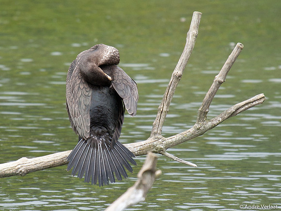 Aalscholver / Great Cormorant - Lepelaarplassen