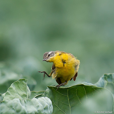 Gele Kwikstaart / Western Yellow Wagtail - Egboetswater