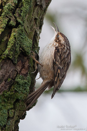 Boomkruiper /  Treecreeper - Enkhuizen