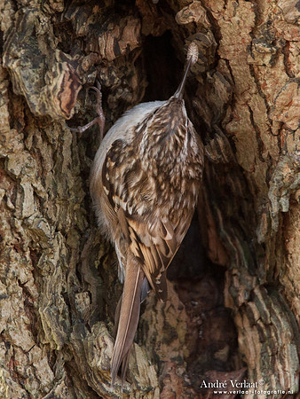 Boomkruiper / Treecreeper - Enkhuizen