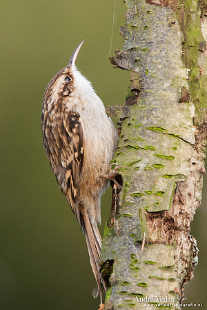 Boomkruiper / Treecreeper - Enkhuizen