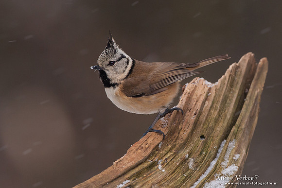 Kuifmees / Crested Tit - Bussum