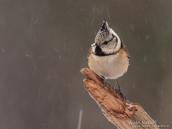 Kuifmees / Crested Tit - Bussum