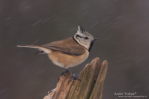 Kuifmees / Crested Tit - Bussum