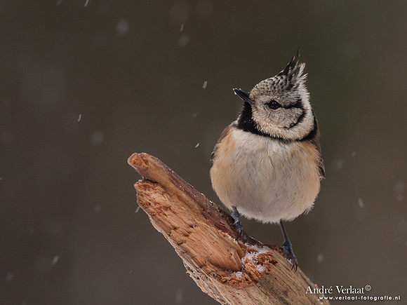 Kuifmees / Crested Tit - Bussum