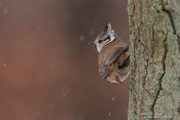 Kuifmees / Crested Tit - Bussum