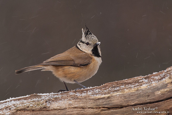 Kuifmees / Crested Tit - Bussum