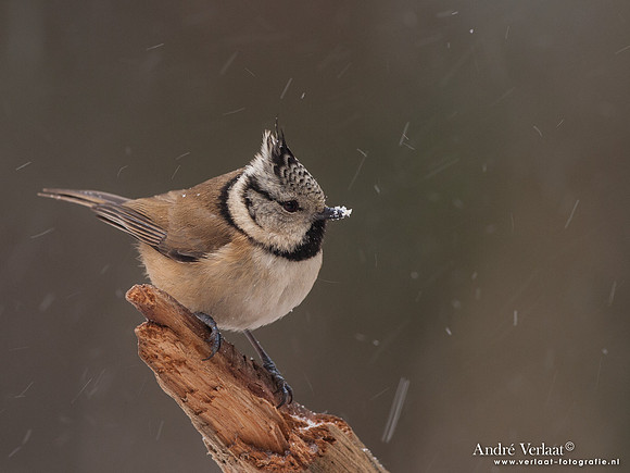 Kuifmees / Crested Tit - Bussum