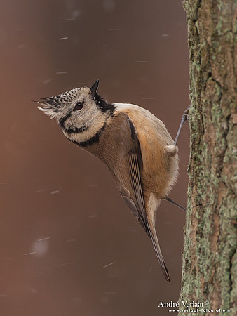 Kuifmees / Crested Tit - Bussum