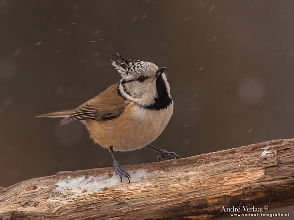 Kuifmees / Crested Tit - Bussum
