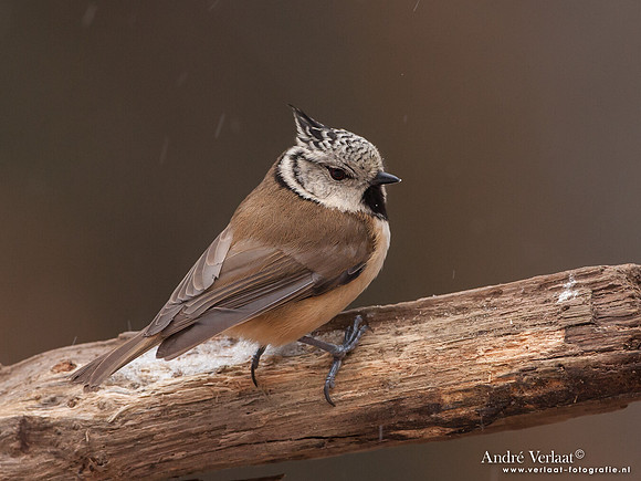 Kuifmees / Crested Tit - Bussum