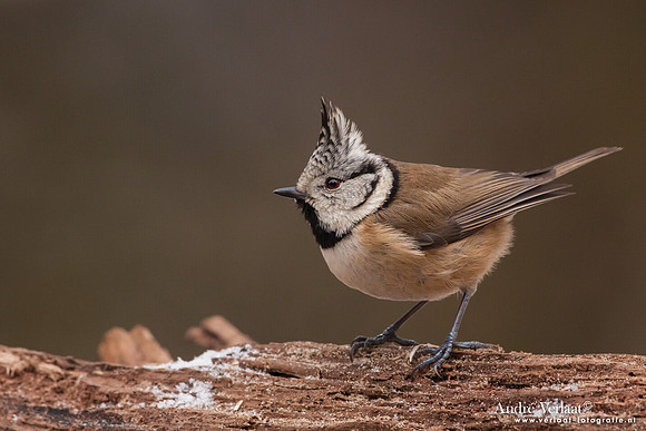 Kuifmees / Crested Tit - Bussum