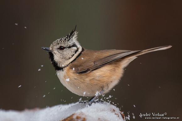 Kuifmees / Crested Tit - Bussum