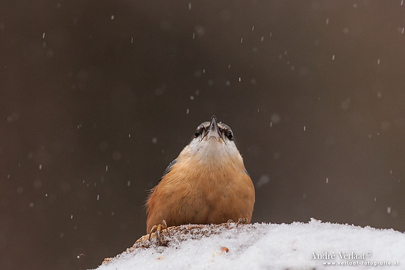Boomklever / Nuthatch - Bussum