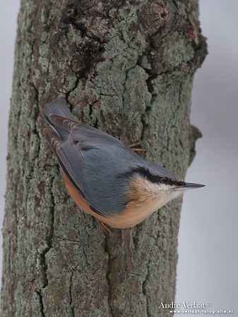 Boomklever / Nuthatch - Bussum