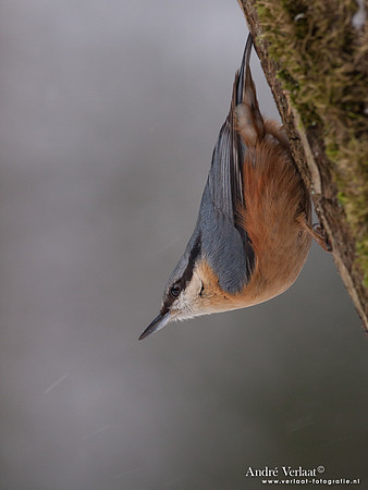 Boomklever / Nuthatch - Bussum