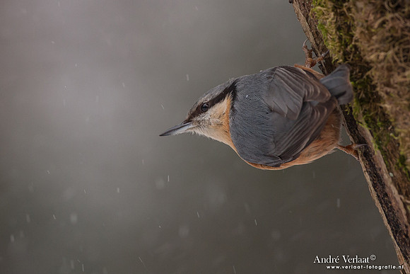 Boomklever / Nuthatch - Bussum
