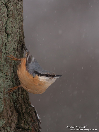 Boomklever / Nuthatch - Bussum