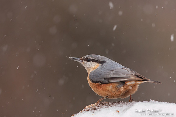 Boomklever / Nuthatch - Bussum