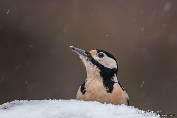 Grote Bonte Specht / Great Spotted Woodpecker - Bussum