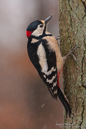 Grote Bonte Specht / Great Spotted Woodpecker - Bussum