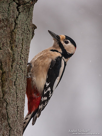 Grote Bonte Specht / Great Spotted Woodpecker - Bussum