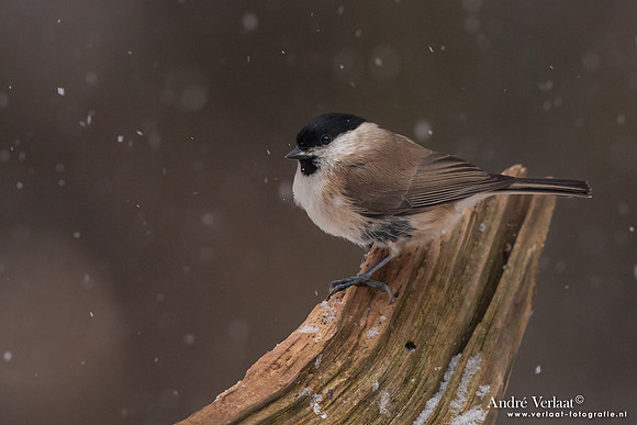 Glanskop / Marsh Tit - Bussum