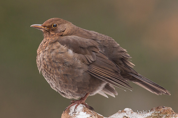 Merel / Blackbird - Bussum