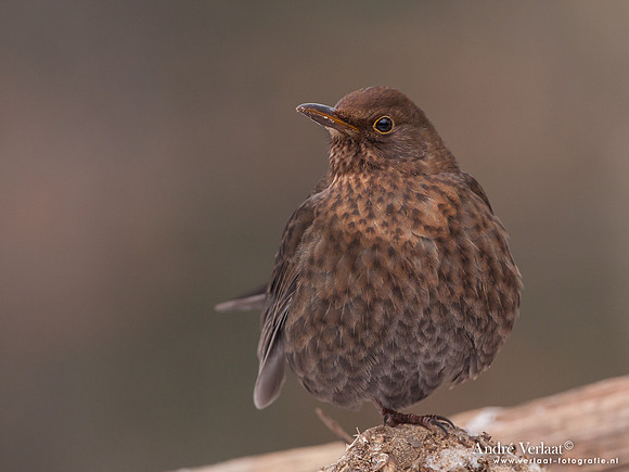 Merel / Blackbird - Bussum