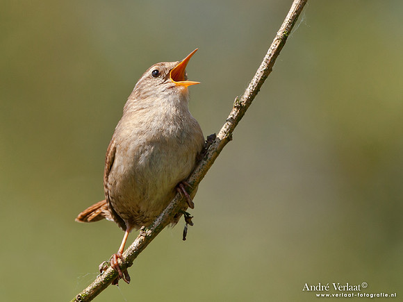 Winterkoning / Winter Wren - Oostvaardersplassen