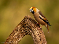Appelvink / Hawfinch - Tilburg
