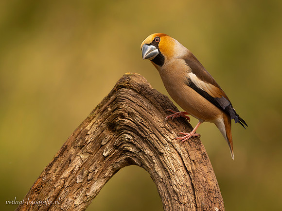 Appelvink / Hawfinch - Tilburg