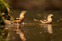Appelvink / Hawfinch