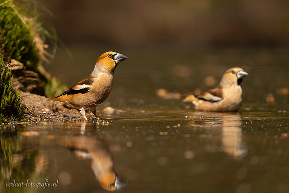 Appelvink / Hawfinch - Tilburg