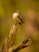 Bonte Vliegenvanger / Pied Flycatcher